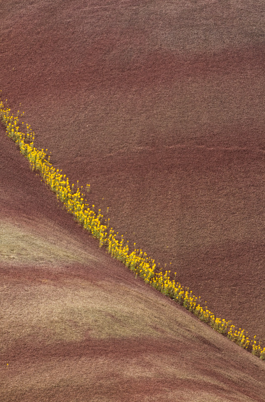 Flowers And Badlands